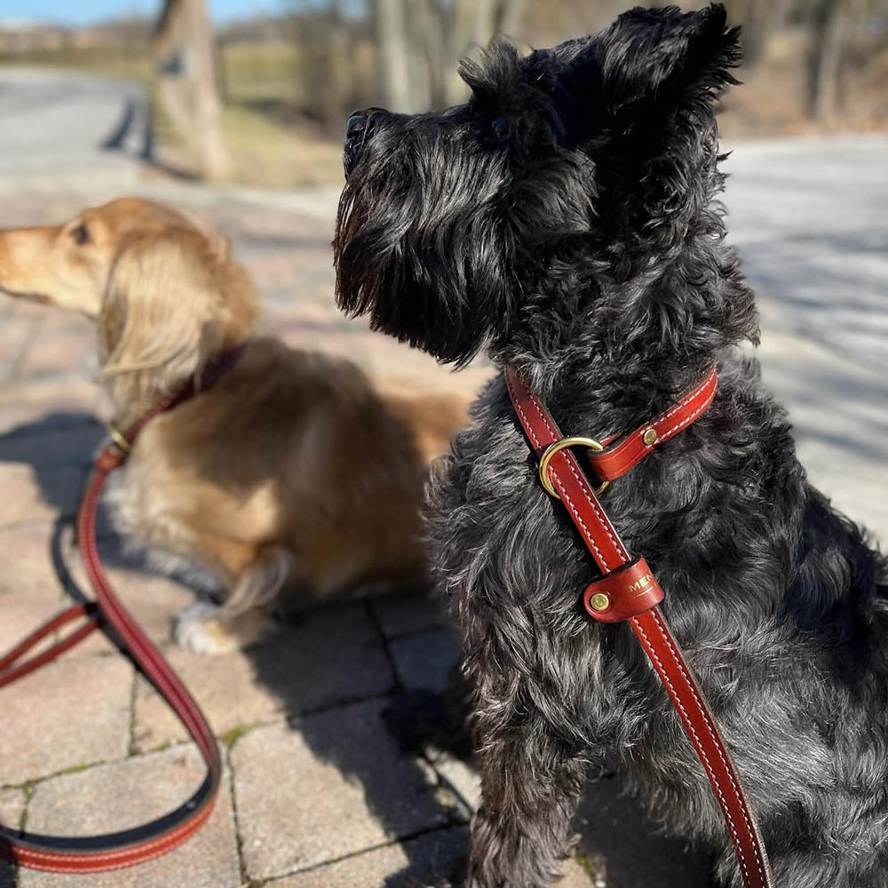 Leather Slip Leash - Chestnut (Rolled & Standard)