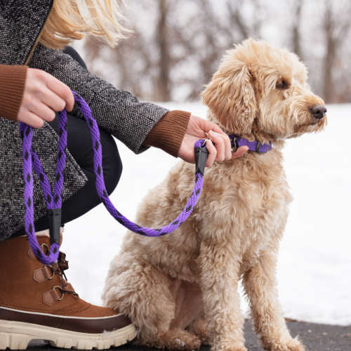 Dog Leashes